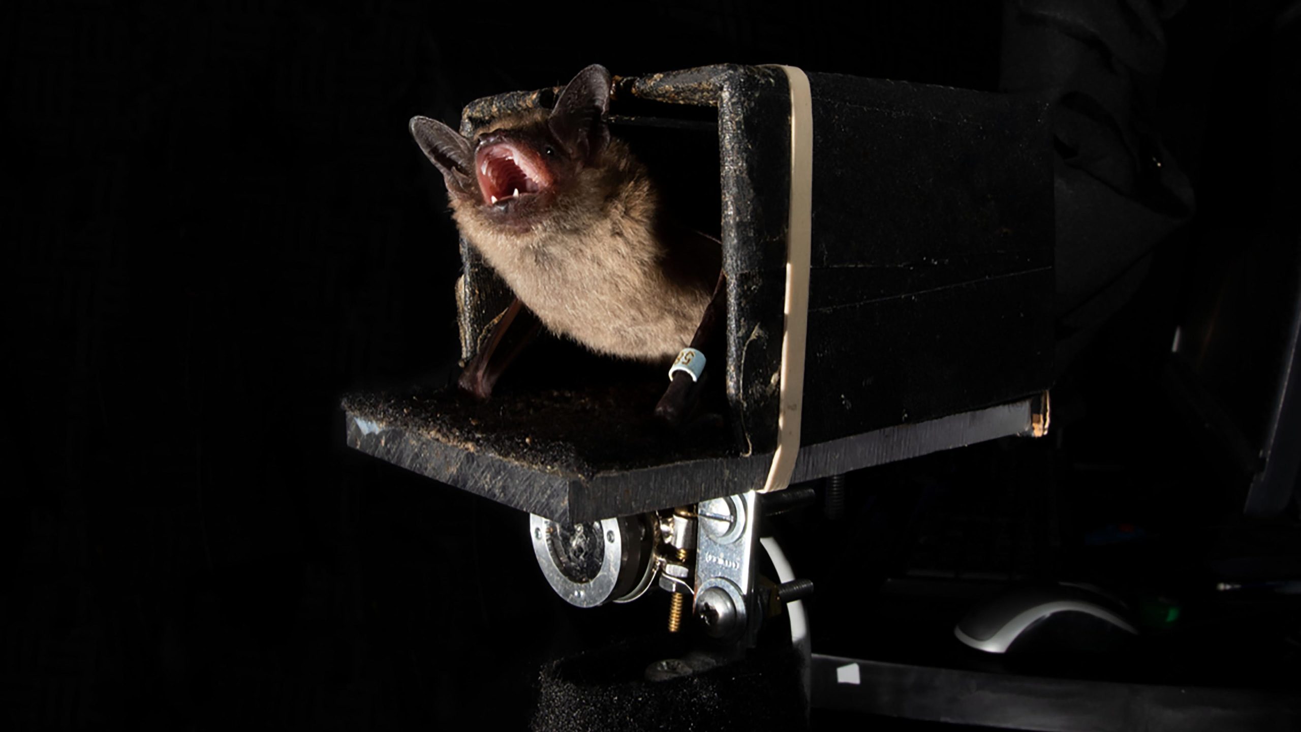 Advanced Echolocation: Bats Use Echoes Own Vocalizations To Anticipate Location, Trajectory of Prey