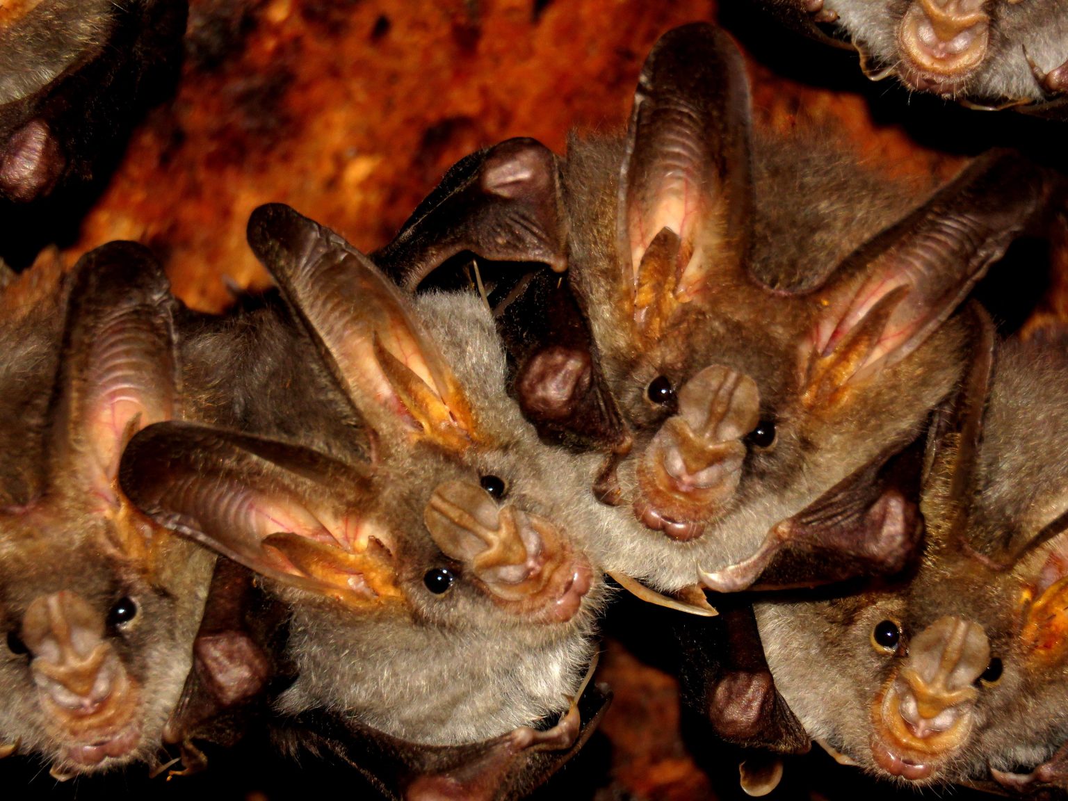 Scientists Warn That More Bat Research Is Critical To Preventing Next