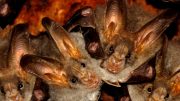 Bats in India