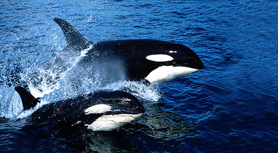 Battle Between Killer Whales And Sharks