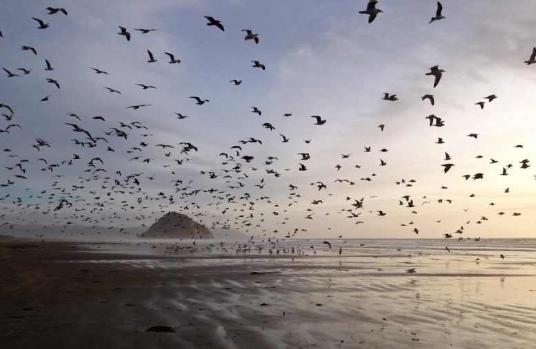 Beach Gulls on Morro Bay