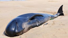 Beached Pilot Whale Carcass