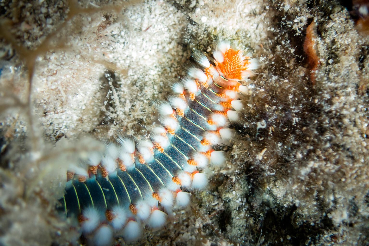 Ancient Rocks Tell a Billion-Year-Old Tale: The Evolution of Animal Diets