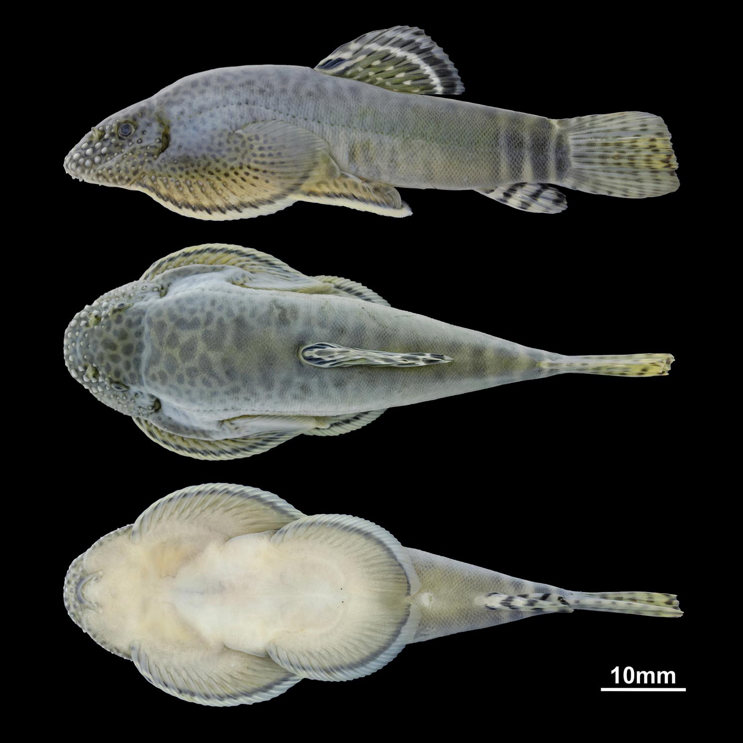 Scientists Discover Two Stunning New Fish Species in Pearl River