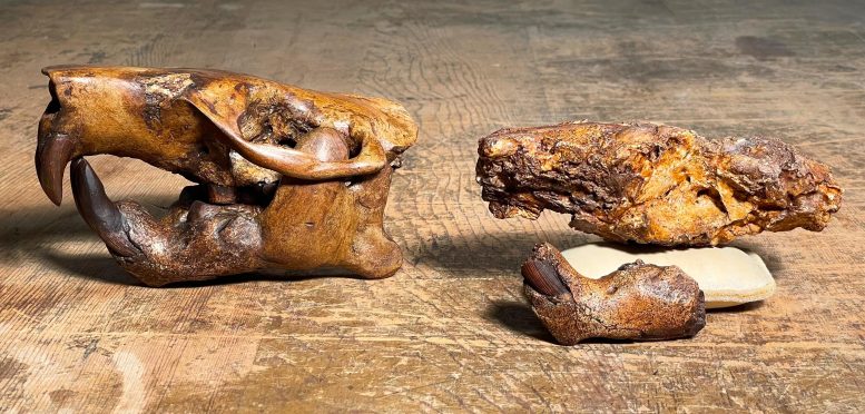 Beaver Fossil and Skull Reconstruction