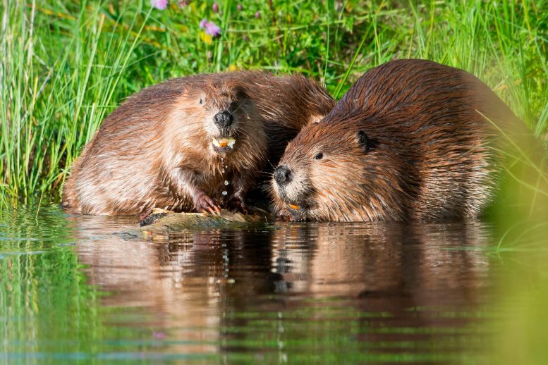 Beavers in Water