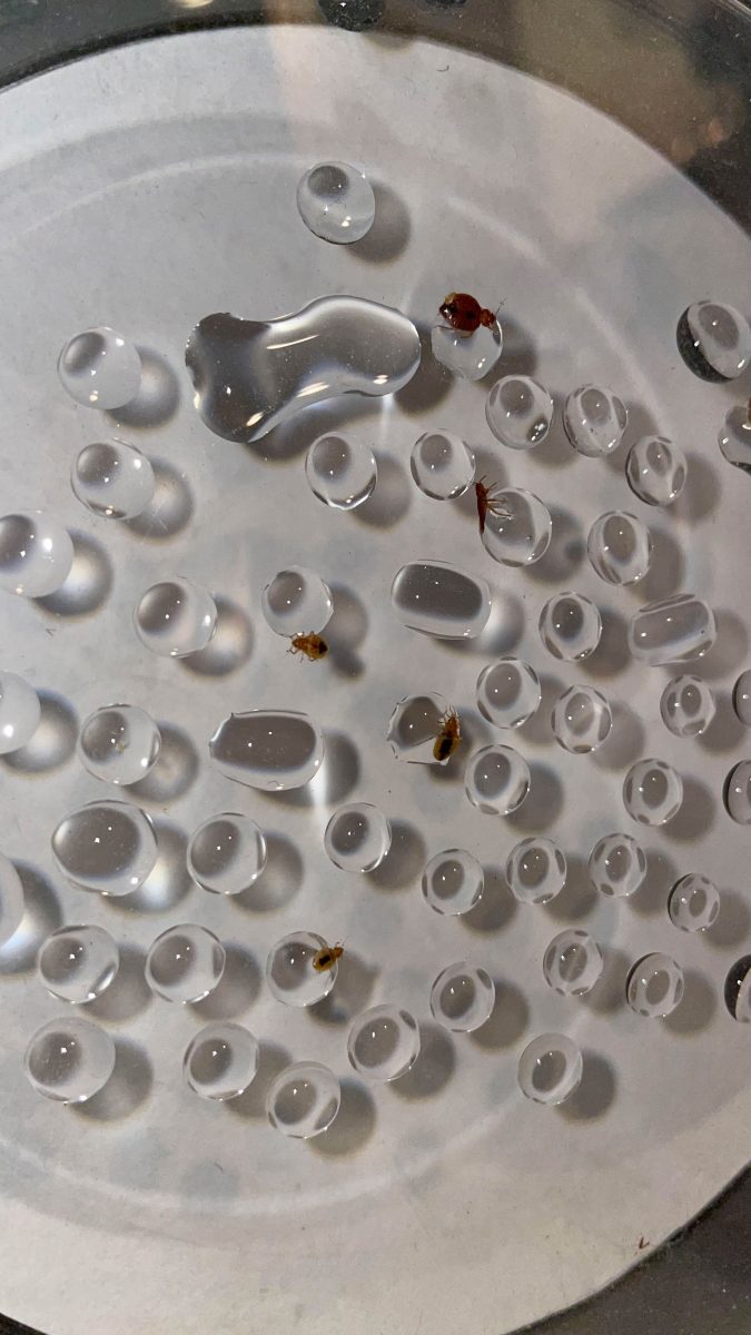 Bed Bugs and Water