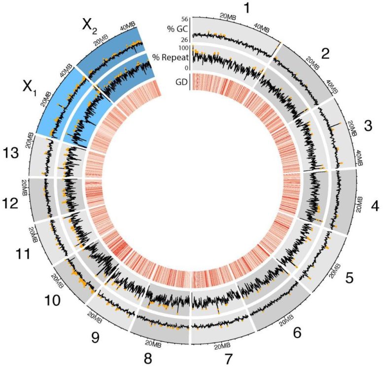 Bedbug Genome