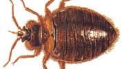 Bedbugs Are Successful Because Of Inbreeding