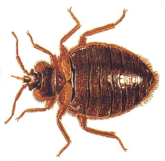 Bedbugs Are Successful Because Of Inbreeding 