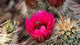 Bee Cactus Flower
