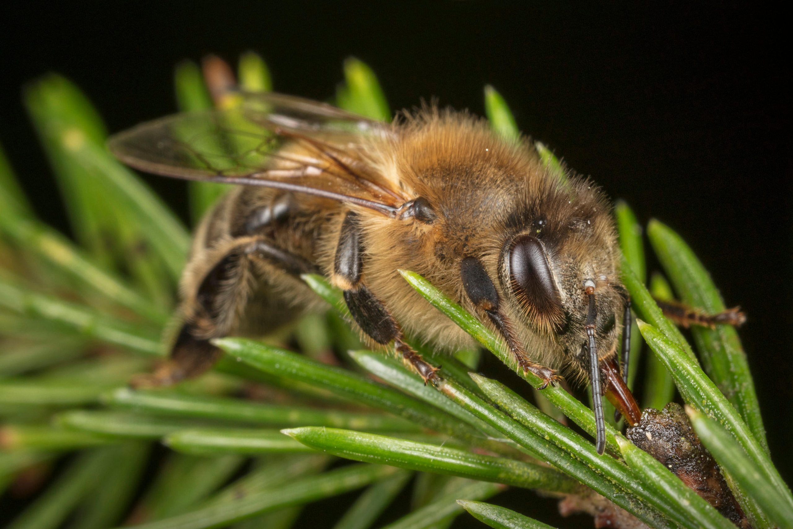 The Secret Life Of Honeybees How Forest Ecosystems Are Impacting Their 