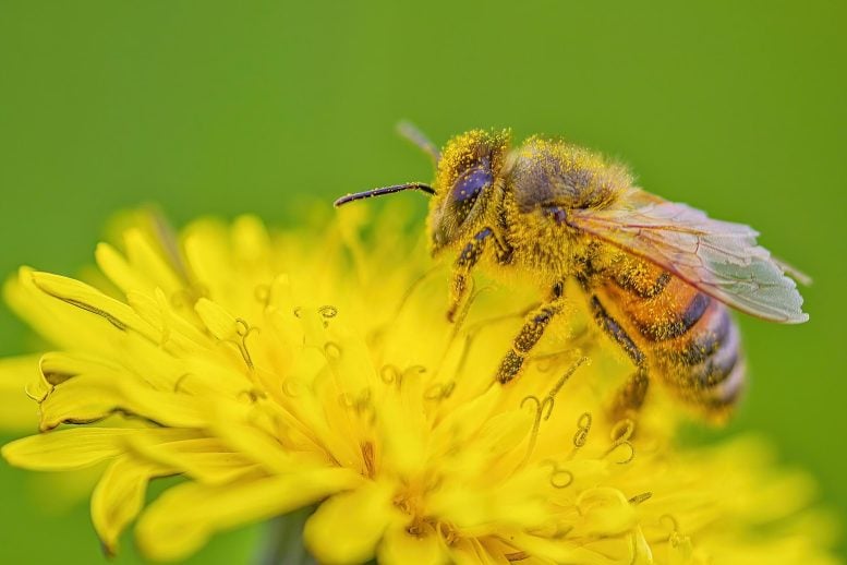 The Surprising Medicine Hidden in Honeybee Pollen