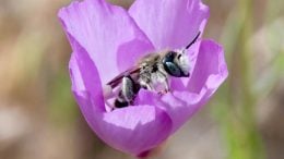 Bee Pollination Pinnacles National Park