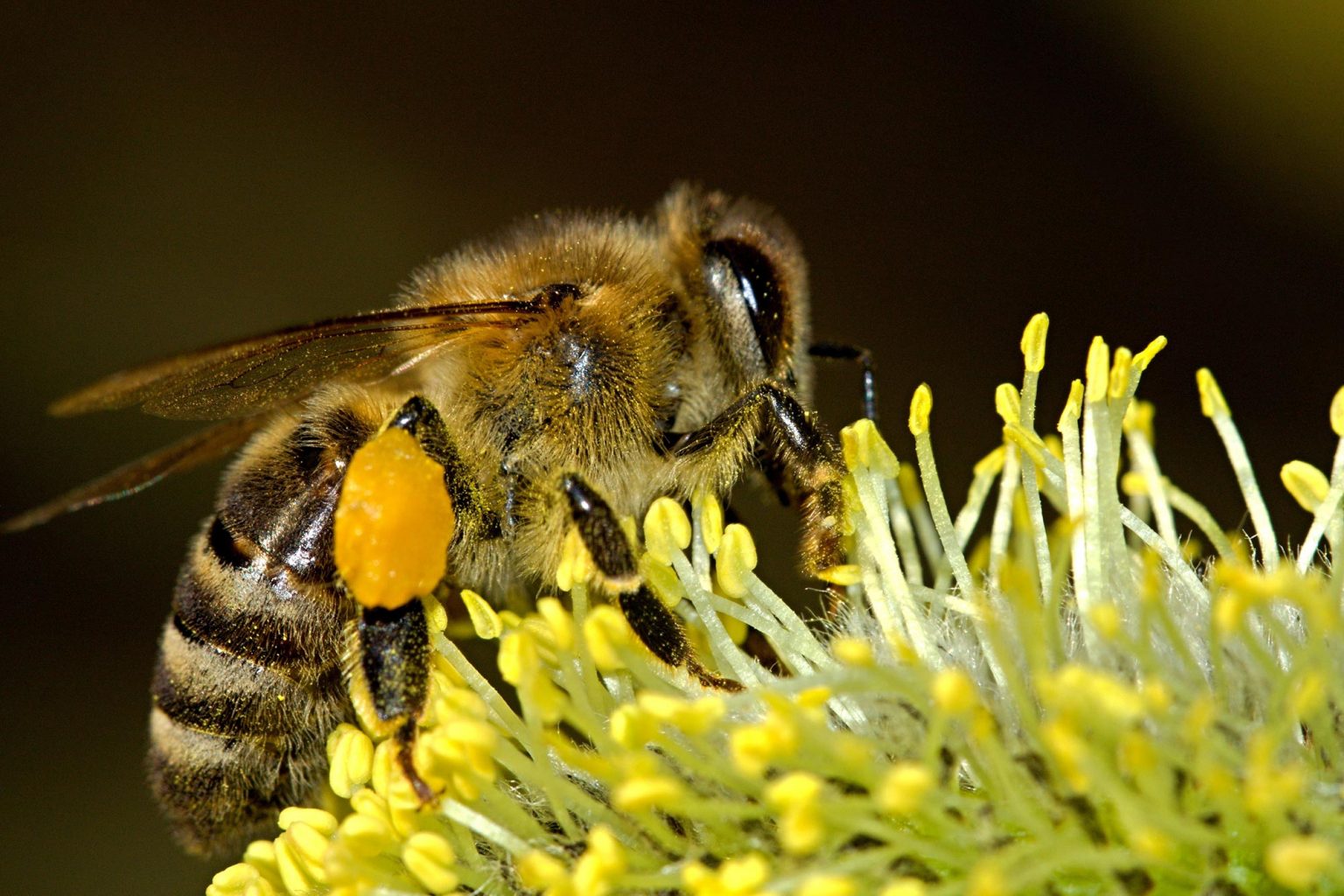 Hundreds of New Viruses Discovered in Insects As Scientists Work to ...