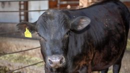 Beef Cattle Genetics