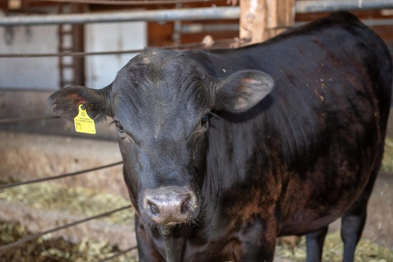 Beef Cattle Genetics