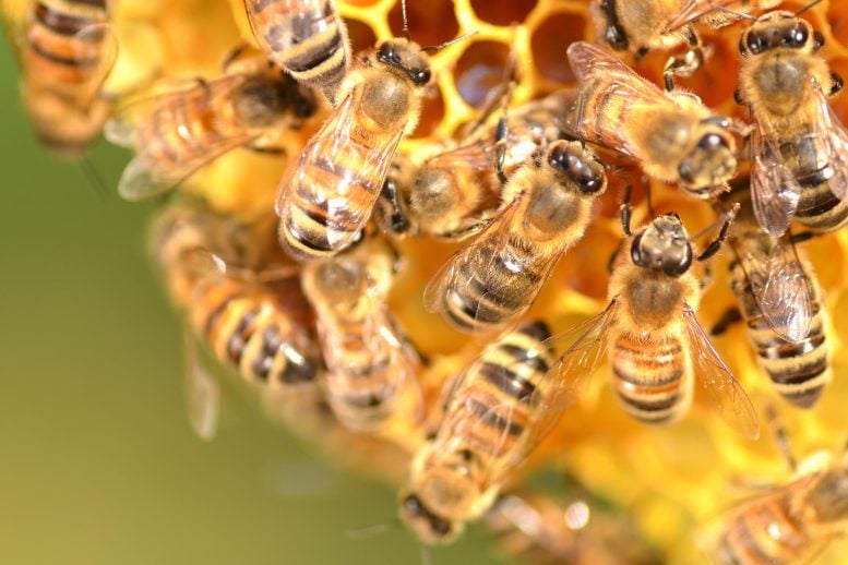 Bees Close Honeycomb Apiary