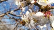 Bees Visit Pollinator-Independent Almond Blossoms