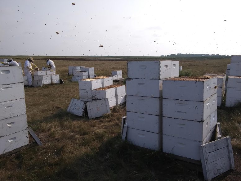 Bees in South Dakota