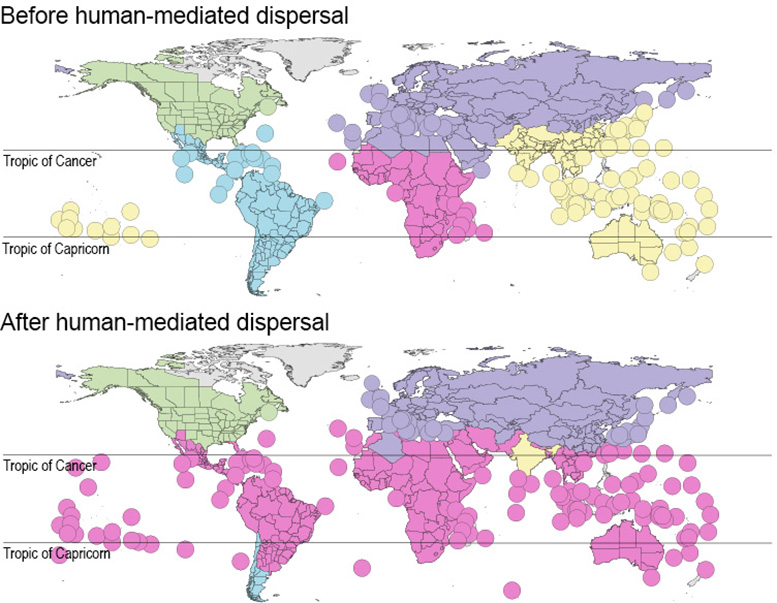 Before After Human Mediated Dispersal