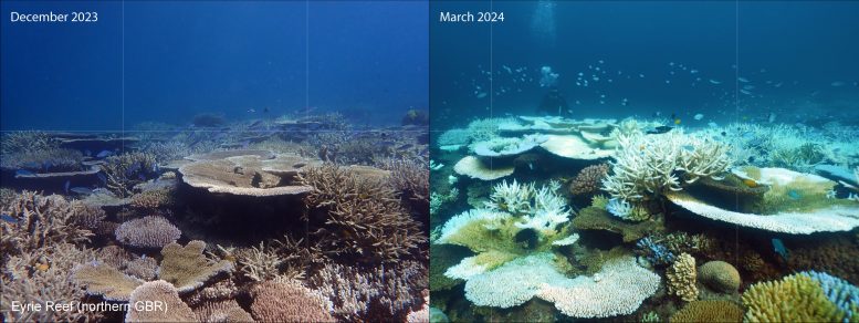 Before and After Bleaching in Great Barrier Reef