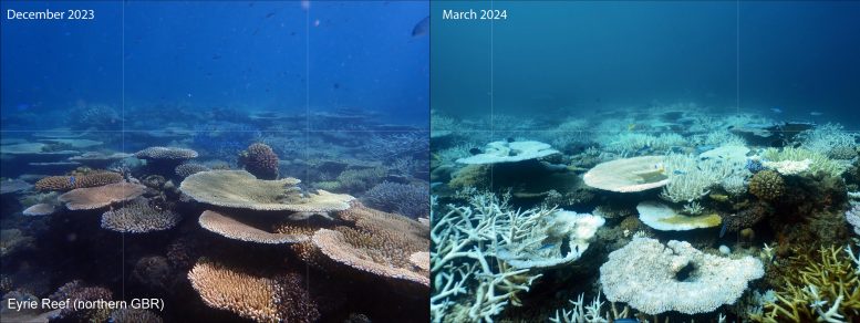 Before and After Bleaching in Great Barrier Reef Near Lizard Island