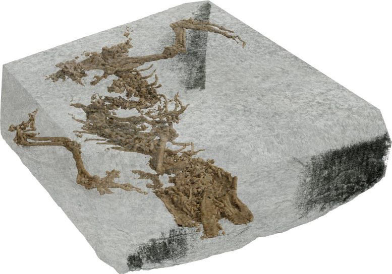 Bellairsia gracilis Fossil Rock Scan