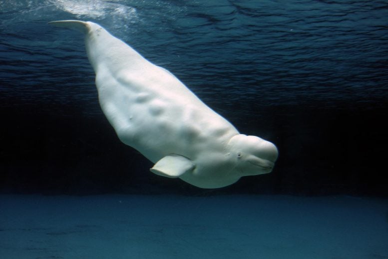 Beluga Whale Playing Clear Blue Water