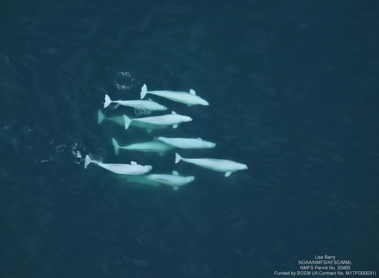 Beluga Whales Swimming Together