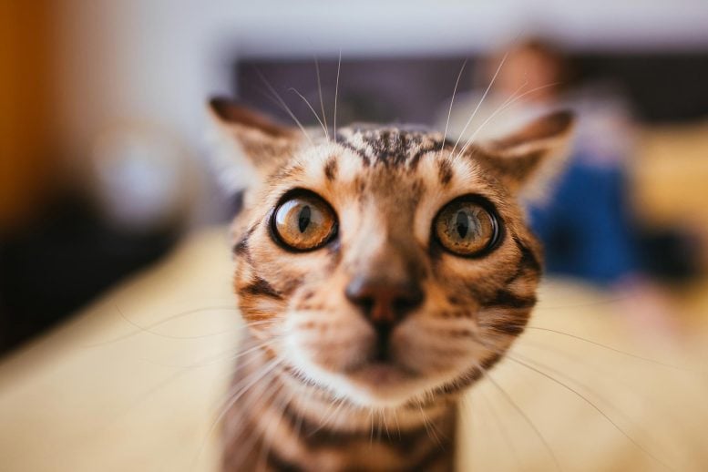 Bengal Cat Eyes Close