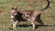 Bengal Cat With Glitter Trait