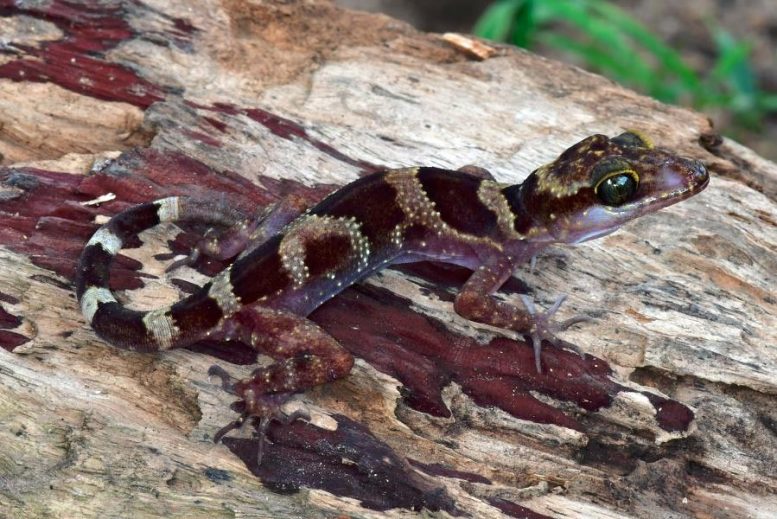 Bent-Toed Gecko