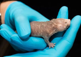 Better Protein Creation is the Secret to Naked Mole Rats Longevity and Health