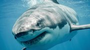 Beware the Deeper Water Great White Sharks