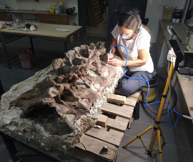 Bicharracosaurus Vertebrae Being Prepared