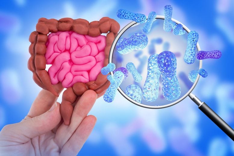Bifidobacteria Gut Microbiome Probiotic Bacteria Intestine