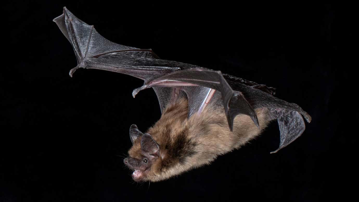 Bats echolocation