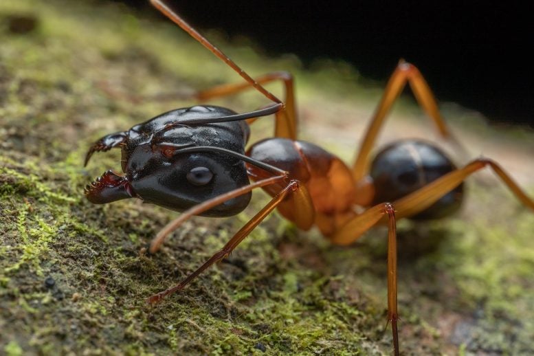 Big Headed Ant Macro Close