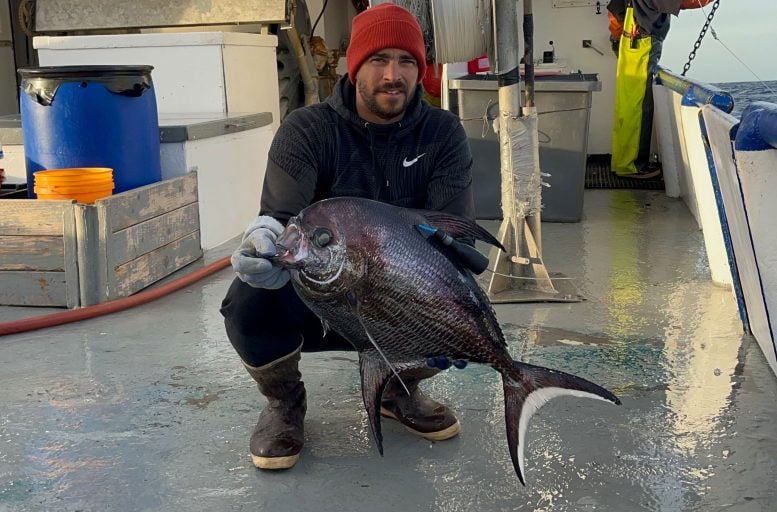 Big Scale Pomfret