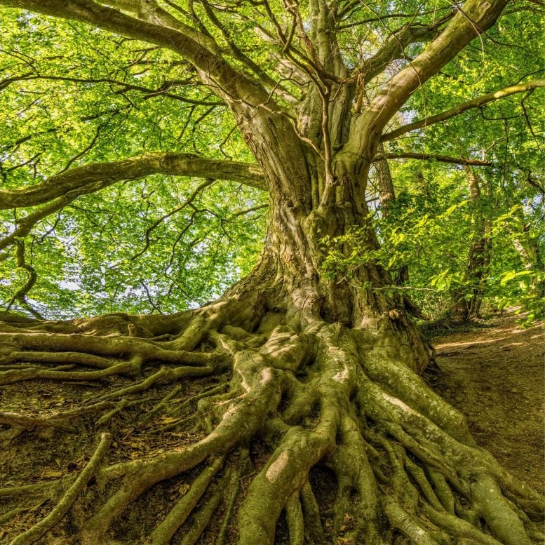 Big Tree Roots