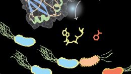 Biochemists Reveal New Insight into Molecular Weapons of the Plant Microbiome