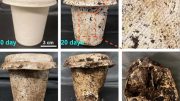 Biodegradable Cup Decomposition