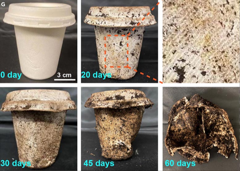 Biodegradable Cup Decomposition