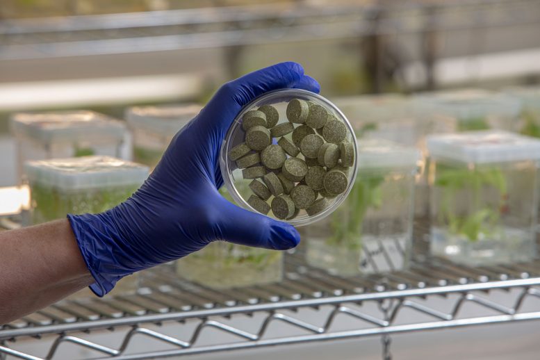 Bioengineered Bean Gum From the Lab of Penn Dental&rsquo;s Henry Daniell