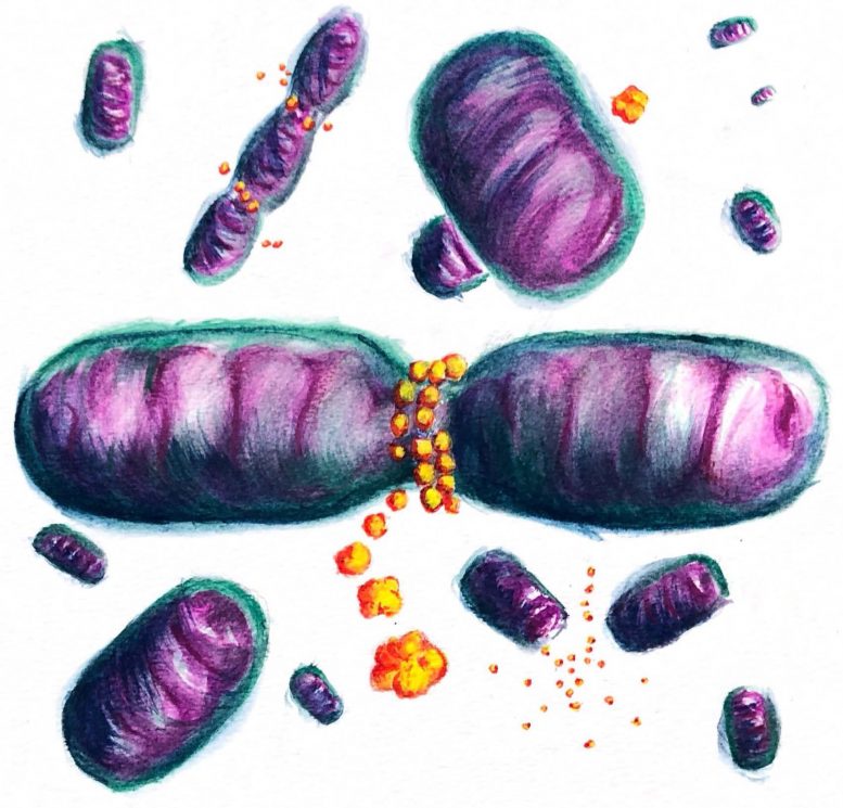 Bioengineers Discover Mechanism That Regulates Size of Mitochondria