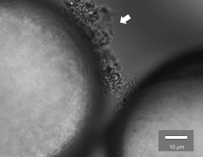 Biofilms Attached on Polyethylene Microplastics