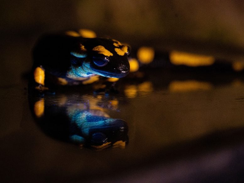 Biofluorescent Salamandra salamandra