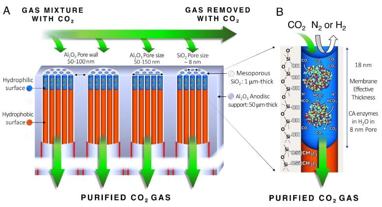 Biologically Inspired Membrane Purges Greenhouse Gases