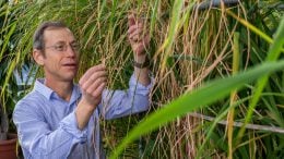 Biologist Kenneth Olsen Tending Rice